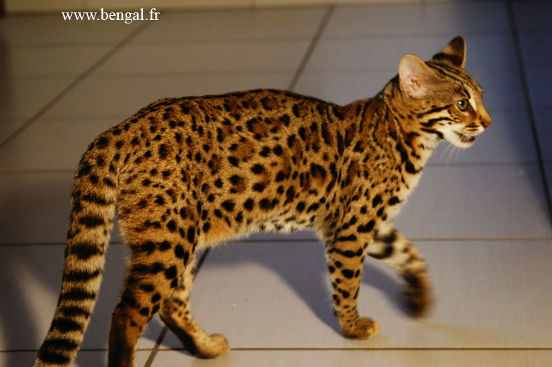 chat bengal F1